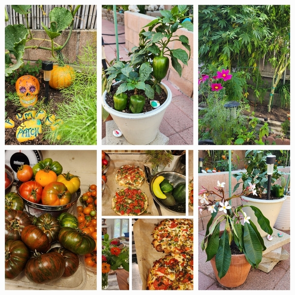 About Sazzle Dazzle✅️FOLLOW LIKE ❤️ Main Listing For Live Show Notifications - Picture 7 of 16